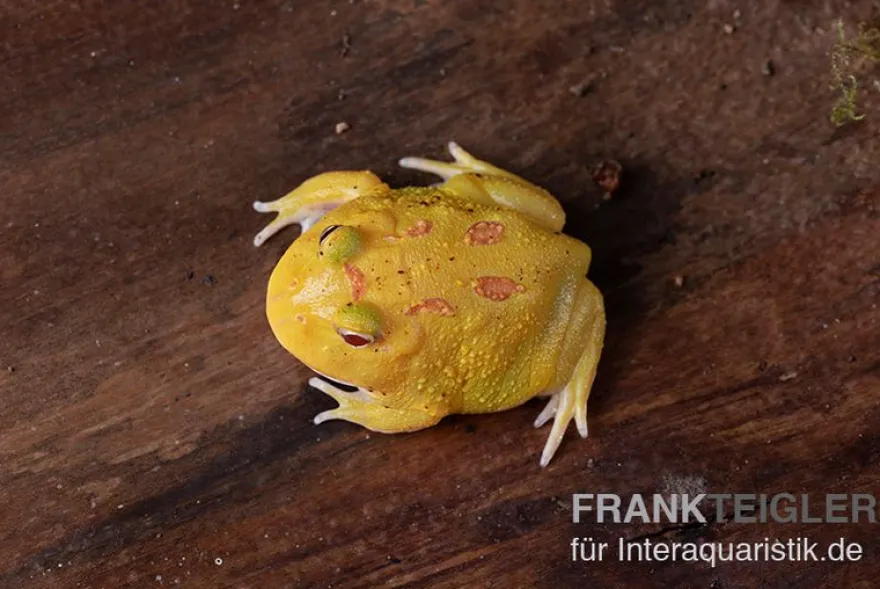 Pikachu-Pacman-Frog, Ceratophrys cranwelli Pikachu