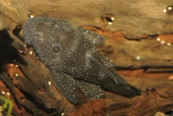 Pimental-Antennenwels, L213, Ancistrus sp.