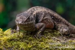 Pinkbauch-Stachelleguan, Sceloporus variabilis, Ohne Geschlechtsauswahl
