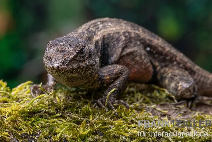 Pinkbauch-Stachelleguan, Sceloporus variabilis, Ohne Geschlechtsauswahl
