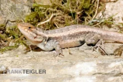 Pinkbauch-Stachelleguan, Sceloporus variabilis, Ohne Geschlechtsauswahl