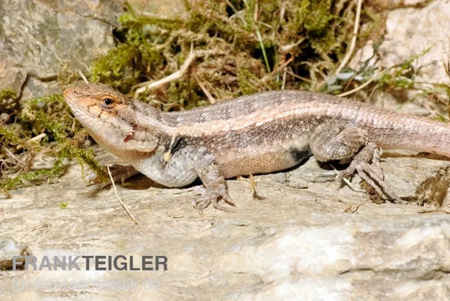 Pinkbauch-Stachelleguan, Sceloporus variabilis, Ohne Geschlechtsauswahl
