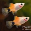 Pinker Mickey Mouse Ananas Platy, Xiphophorus maculatus
