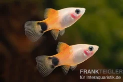 Pinker Mickey Mouse Ananas Platy, Xiphophorus maculatus