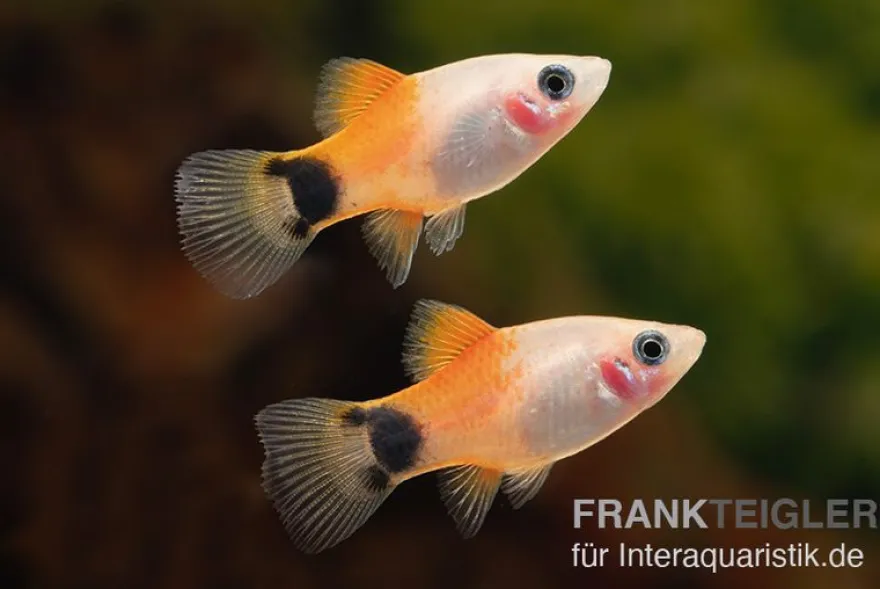 Pinker Mickey Mouse Ananas Platy, Xiphophorus maculatus
