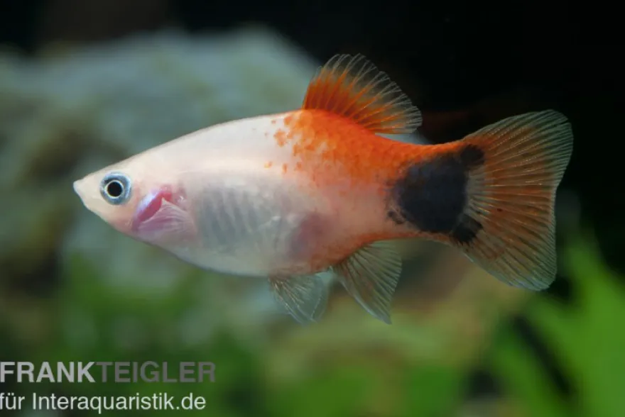 Pinker Mickey Mouse Ananas Platy, Xiphophorus maculatus