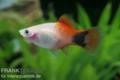 Pinker Mickey Mouse Ananas Platy, Xiphophorus maculatus