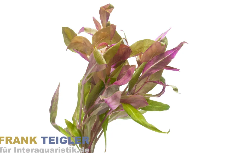 Pinkes Papageienblatt, Althernanthera rosaefolia, Bund