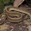 Pinstripe-Königspython, Python regius
