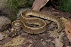 Pinstripe-Königspython, Python regius