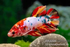 Plakat Kampffisch Candy, Betta splendens, Männchen
