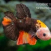 Plakat Kampffisch Fancy Color, Männchen, Betta splendens