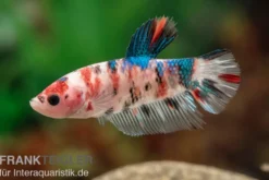 Plakat Kampffisch Koi, Männchen, Betta splendens, NZ
