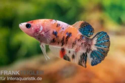 Plakat Kampffisch Koi, Männchen, Betta splendens, NZ