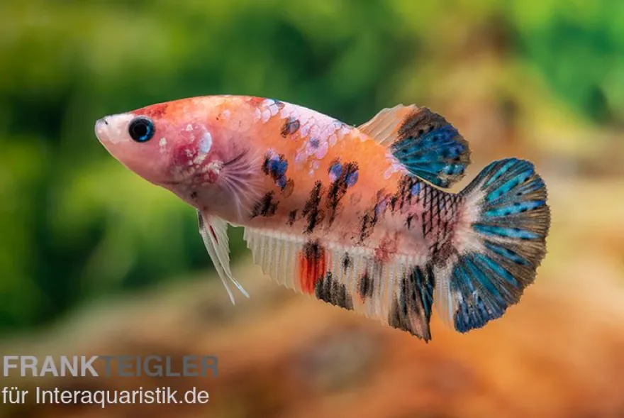 Plakat Kampffisch Koi, Männchen, Betta splendens, NZ