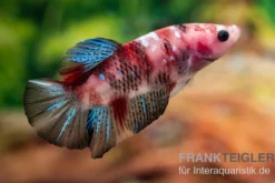 Plakat Kampffisch Koi, Männchen, Betta splendens, NZ