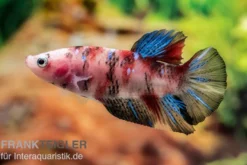 Plakat Kampffisch Koi, Männchen, Betta splendens, NZ