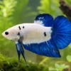 Plakat Kampffisch Opaque Blue Seam, Männchen, Betta splendens
