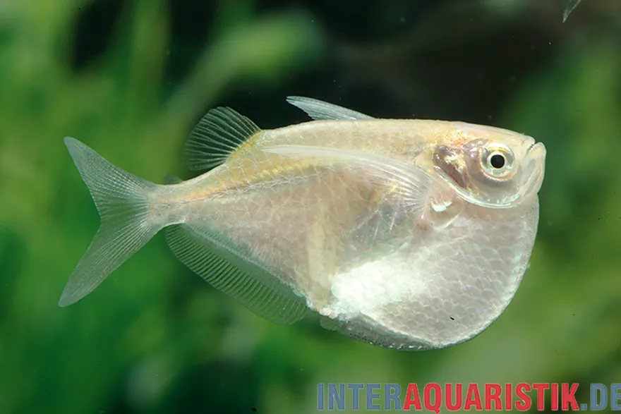 Platinbeilbauch, Thoracocharax securis/stellatus
