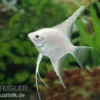 Platin-Skalar, Pterophyllum scalare