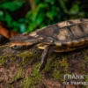 Plattschildkröte, Platemys platycephala