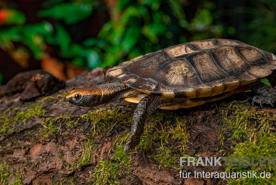 Plattschildkröte, Platemys platycephala