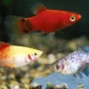 Platy Farbmix, Xiphophorus maculatus
