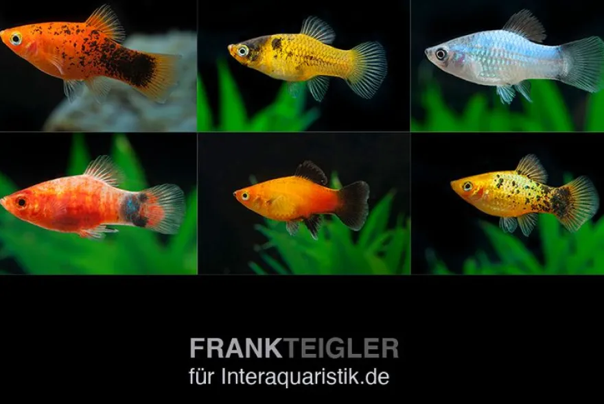 Platy Farbmix, Xiphophorus maculatus