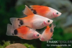 Platy Hochflossen-Mix, Xiphophorus maculatus High Fin MIX