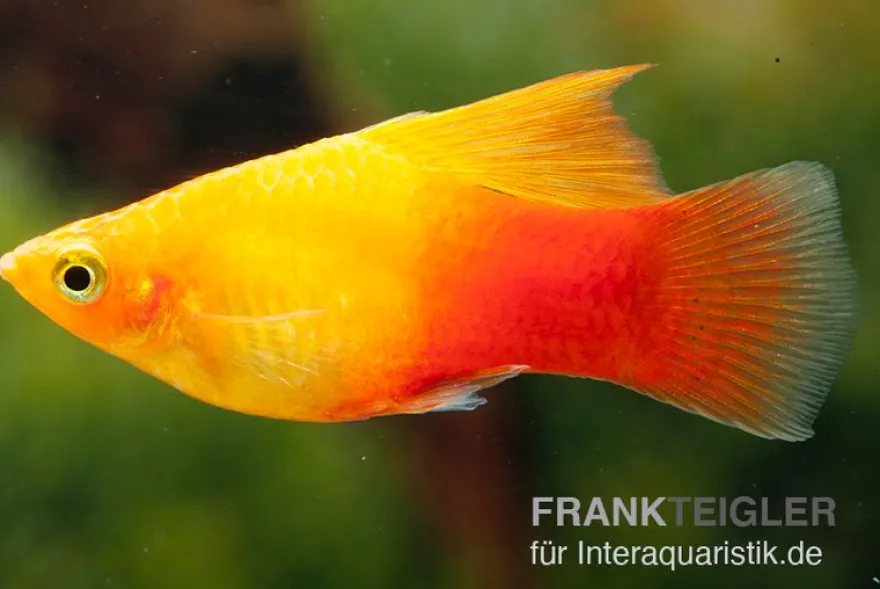 Platy Sunset High Fin, Xiphophorus maculatus