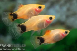 Platy Tropic Red Top Mickey Mouse, Xiphophorus maculatus