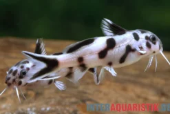 Pollys Zwerg-Fiederbartelwels, Synodontis polli "White" DNZ