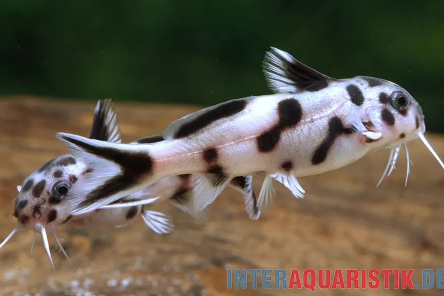 Pollys Zwerg-Fiederbartelwels, Synodontis polli "White" DNZ