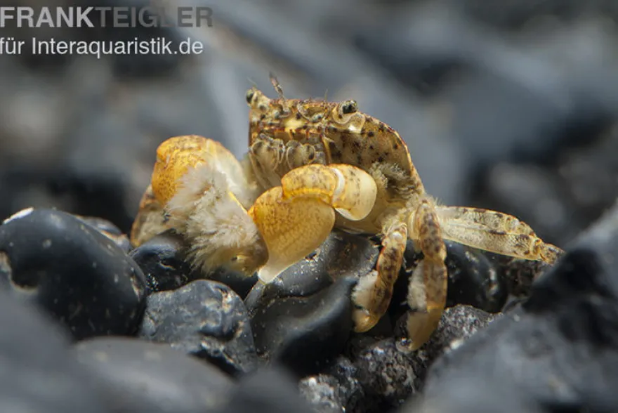 Pompomkrabbe, Ptychognathus barbatus, Zufällig ausgewählt