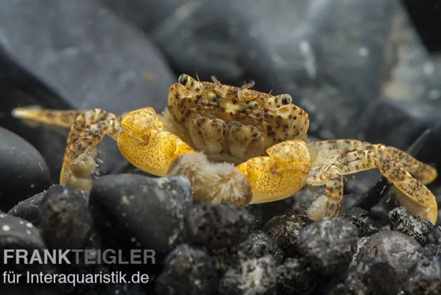 Pompomkrabbe, Ptychognathus barbatus, Zufällig ausgewählt