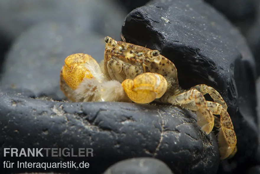 Pompomkrabbe, Ptychognathus barbatus, Zufällig ausgewählt