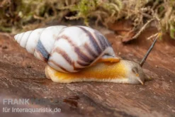 Porzellan-Baumschnecke, Amphidromus articallosus