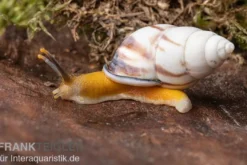 Porzellan-Baumschnecke, Amphidromus articallosus