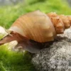 Porzellan Turmdeckelschnecke, Thiara winteri (Prambanan White)