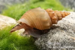 Porzellan Turmdeckelschnecke, Thiara winteri (Prambanan White)