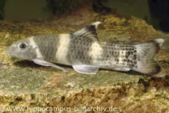Prachtalgenfresser, Garra flavatra