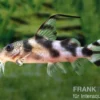 Pracht-Fiederbartwels, Synodontis decorus, 6-8 cm