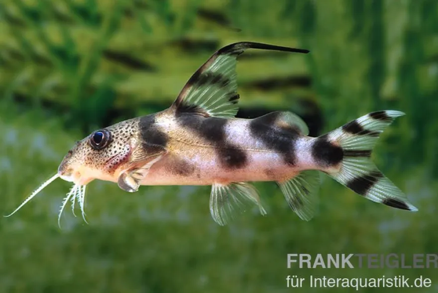 Pracht-Fiederbartwels, Synodontis decorus, 6-8 cm