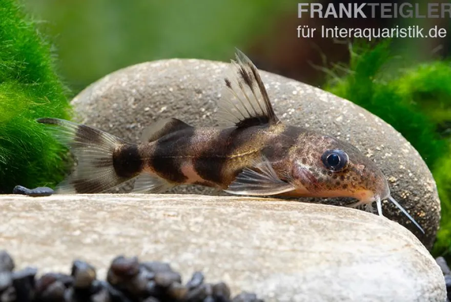 Pracht-Fiederbartwels, Synodontis decorus, 6-8 cm