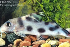 Pracht-Fiederbartwels, Synodontis decorus, 6-8 cm