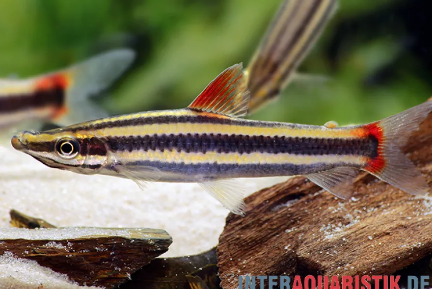 Prachtkopfsteher, Anostomus anostomus