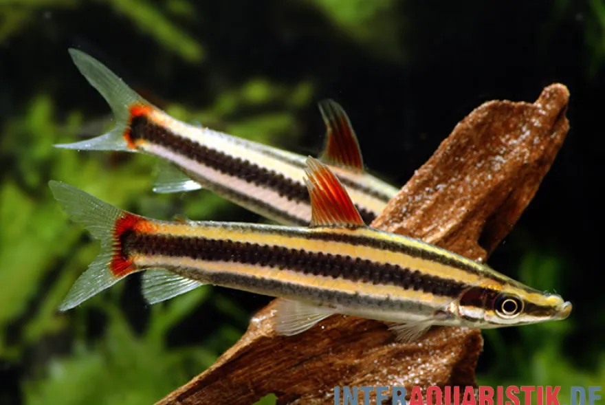 Prachtkopfsteher, Anostomus anostomus