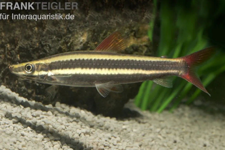Prachtkopfsteher, Anostomus anostomus