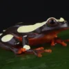 Prachtlaubfrosch, Dendropsophus leucophyllatus