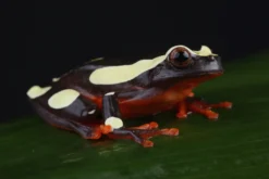 Prachtlaubfrosch, Dendropsophus leucophyllatus